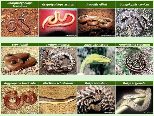 World Snake Day: ખતરનાક સાપોનું સામ્રાજ્ય ધરાવતું આ ‘સ્નેક આઇલેન્ડ’ ખરેખર ડરાવનું છે 2 World Snake Day: ખતરનાક સાપોનું સામ્રાજ્ય ધરાવતું આ ‘સ્નેક આઇલેન્ડ’ ખરેખર ડરાવનું છે
