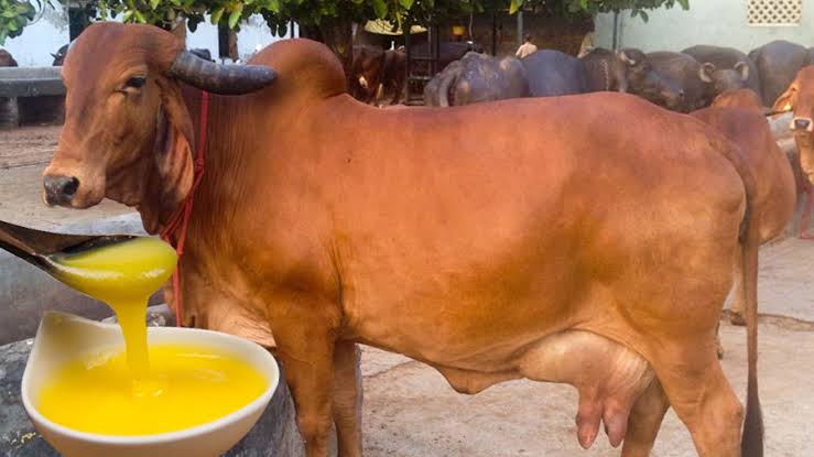 ગાયનાં ઘીની અછત ઊભી થઇ 1 ગાયનાં ઘીની અછત ઊભી થઇ