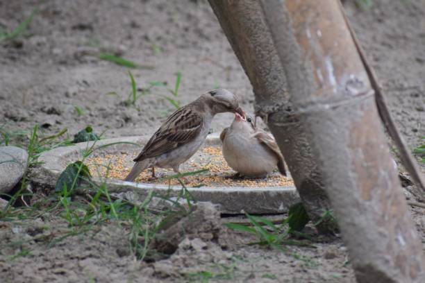 World Sparrow Day / વિશ્વ ચકલી દિવસ 3 World Sparrow Day / વિશ્વ ચકલી દિવસ