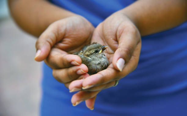 World Sparrow Day / વિશ્વ ચકલી દિવસ 2 World Sparrow Day / વિશ્વ ચકલી દિવસ