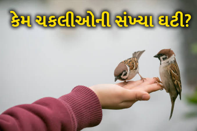 World Sparrow Day / વિશ્વ ચકલી દિવસ 1 World Sparrow Day / વિશ્વ ચકલી દિવસ