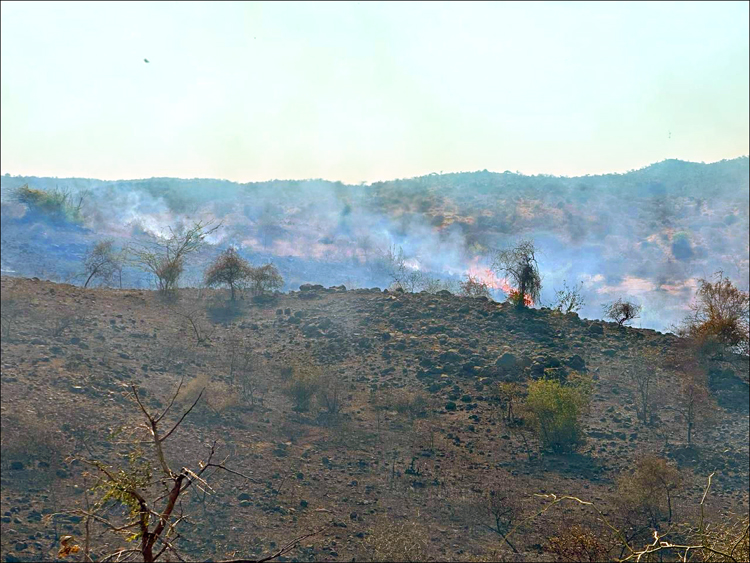 FIRE AT PALITANA : પાલીતાણાના ડુંગરો પર ૨૪ કલાક થી લાગેલી આગ ને કાબૂમાં લેવા માટે દેશી પધ્ધતિ થી કામગીરી 1 FIRE AT PALITANA : પાલીતાણાના ડુંગરો પર ૨૪ કલાક થી લાગેલી આગ ને કાબૂમાં લેવા માટે દેશી પધ્ધતિ થી કામગીરી FIRE AT PALITANA