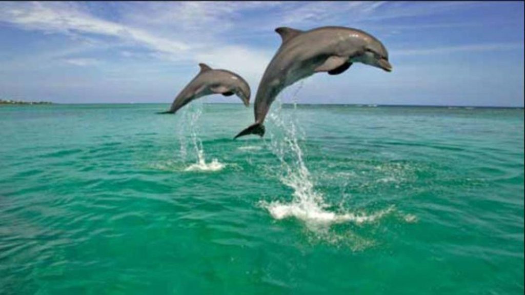 ફાઈલ ફોટો dolfin