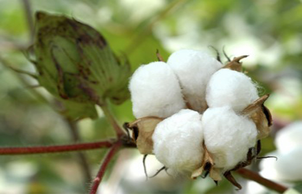 Pink bollworm