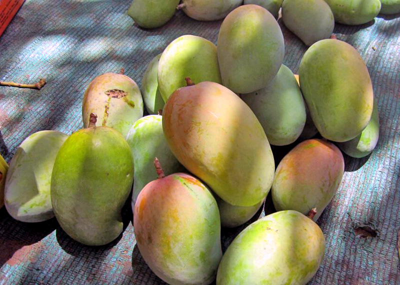 KUTCHI KESHAR KERI