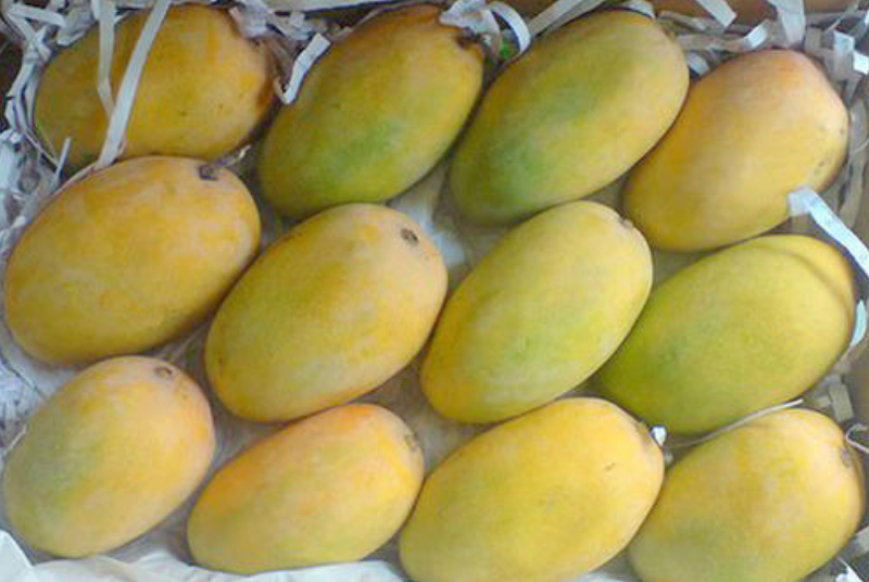 RIPENED WITH THE HELP OF CHEMICALS : બજારમાં વેચાતી કેરીઓ કેમિકલની મદદથી પકાવવામાં આવી છે કે કુદરતી રીતે પાકી છે? જાણો 1 RIPENED WITH THE HELP OF CHEMICALS : બજારમાં વેચાતી કેરીઓ કેમિકલની મદદથી પકાવવામાં આવી છે કે કુદરતી રીતે પાકી છે? જાણો RIPENED WITH THE HELP OF CHEMICALS