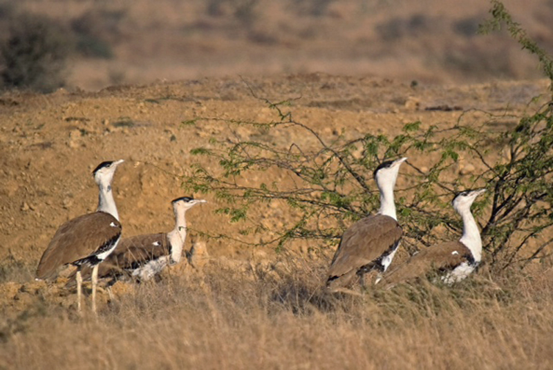 ONLY 4 FEMALE GORAD IN KUTCH : કચ્છમાં બચેલી 4 માદા ધોરાડ ને બચાવવા જેસલમેર થી ઈંડાઓ અથવા ઘોરાડ હવાઈમાર્ગે લાવવા વિચારણા 1 ONLY 4 FEMALE GORAD IN KUTCH : કચ્છમાં બચેલી 4 માદા ધોરાડ ને બચાવવા જેસલમેર થી ઈંડાઓ અથવા ઘોરાડ હવાઈમાર્ગે લાવવા વિચારણા ONLY 4 FEMALE GORAD IN KUTCH 1