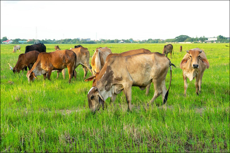 COWS PROTECTION IN VILLAGES OF MANDVI : માંડવીના 4થી વધુ ગામોમાં ગૌસેવા ની પ્રેરણાત્મક પહેલ 1 COWS PROTECTION IN VILLAGES OF MANDVI : માંડવીના 4થી વધુ ગામોમાં ગૌસેવા ની પ્રેરણાત્મક પહેલ COWS PROTECTION