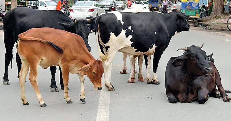 STRAY CATTLE HAS INCREASED IN ANJAR, ADIPUR : અંજાર-આદિપુરમાં રખડતા ઢોરોનો ત્રાસ, સમસ્યાનું નિરાકરણ લાવવાની લોકોની માંગ 2 STRAY CATTLE HAS INCREASED IN ANJAR, ADIPUR : અંજાર-આદિપુરમાં રખડતા ઢોરોનો ત્રાસ, સમસ્યાનું નિરાકરણ લાવવાની લોકોની માંગ STRAY CATTLE HAS INCREASED