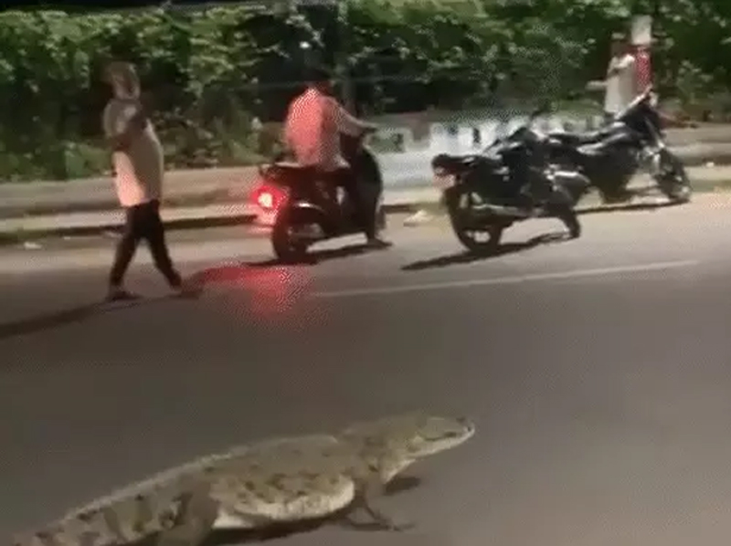 નરહરિ બ્રિજ રોડ પર 8 ફૂટનો મગર