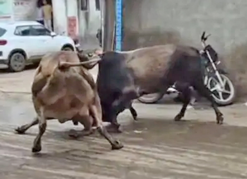 જસદણનાં ચિતલિયા રોડ પર રખડતા આખલાઓનો આતંક, ભયના માહોલ વચ્ચે દુકાનદારોએ શટર પાડ્યા 1 જસદણનાં ચિતલિયા રોડ પર રખડતા આખલાઓનો આતંક, ભયના માહોલ વચ્ચે દુકાનદારોએ શટર પાડ્યા રખડતા આખલાઓનો આતંક