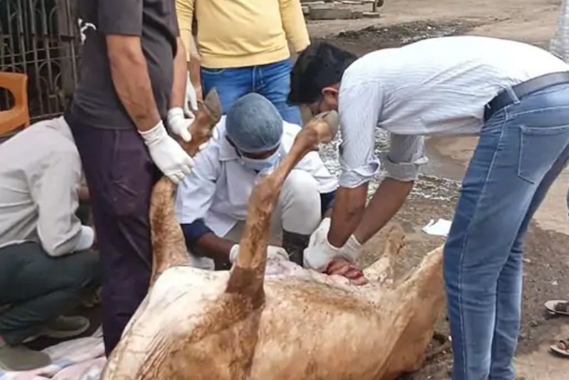 2 COWS DIE DUE TO POISON