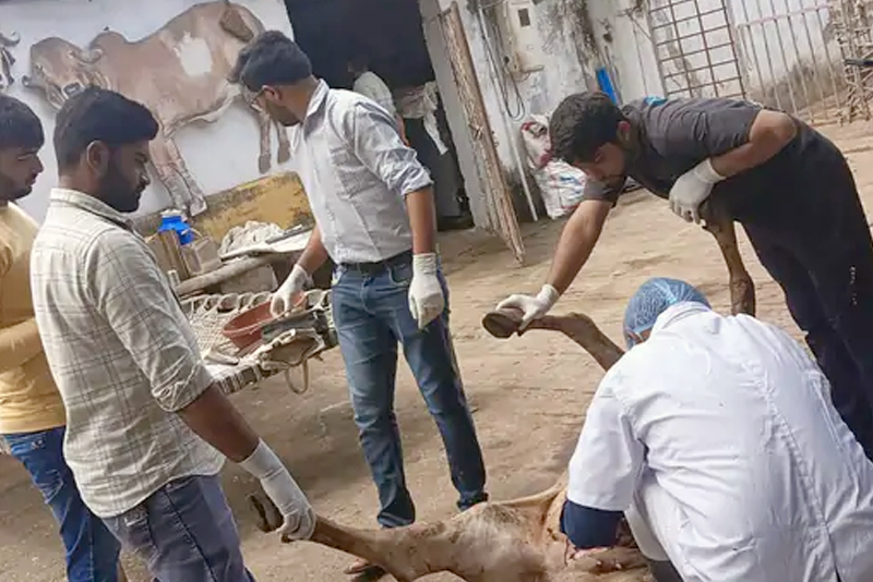 2  COWS DIE DUE TO POISON