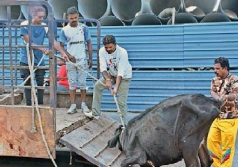 ARRESTED FOR OTHERS CATTLE