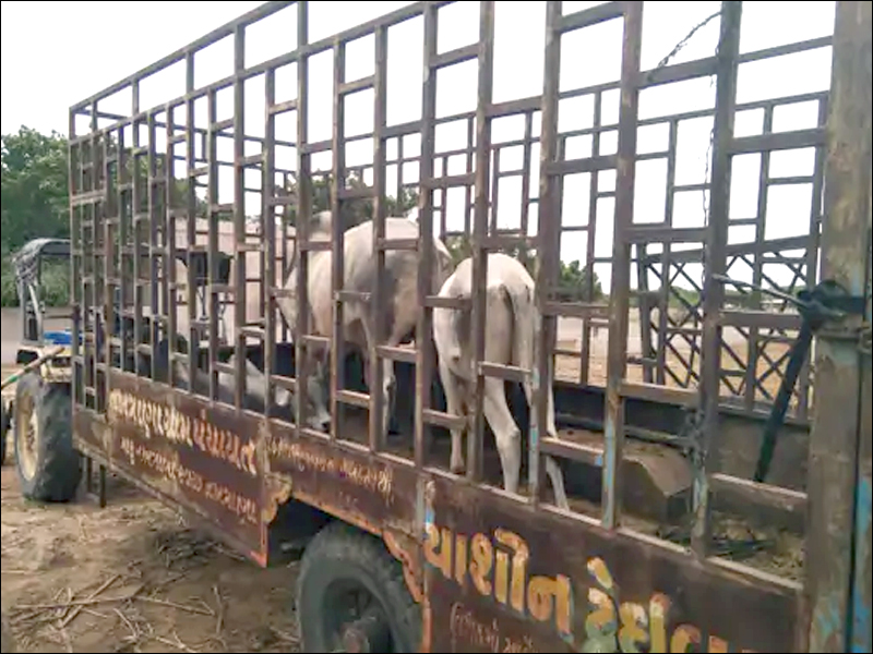 BULL CATCHING OPERATION