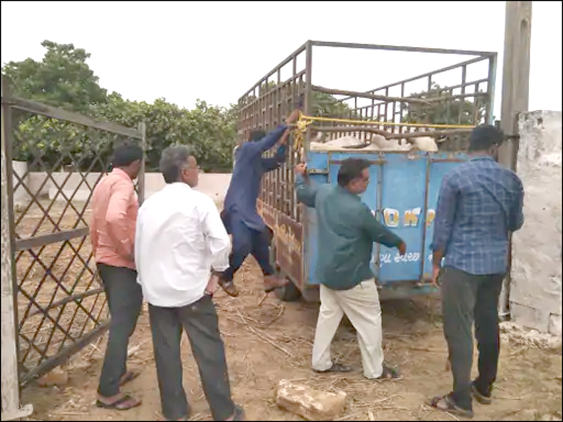 BULL CATCHING OPERATION
