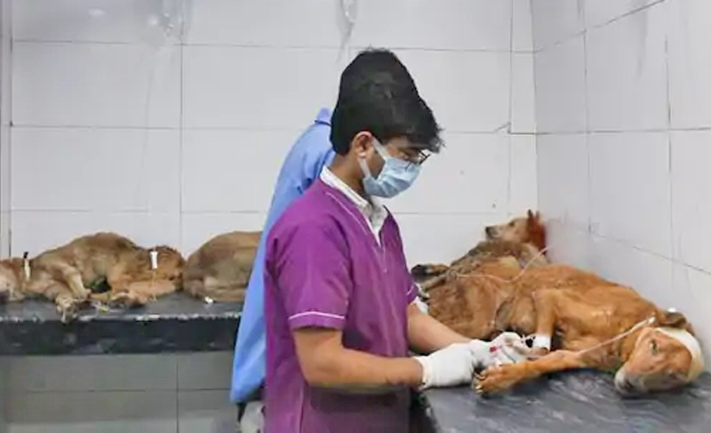 STRAY DOGS  REMOVAL PLAN