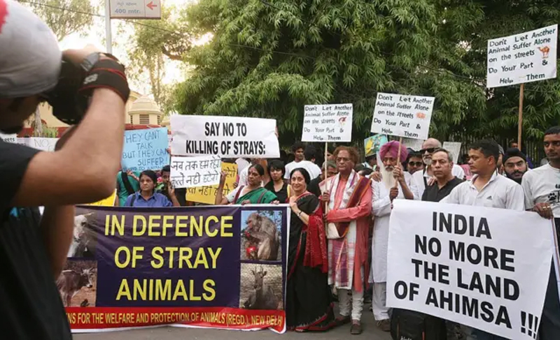STRAY DOGS REMOVAL  PLAN