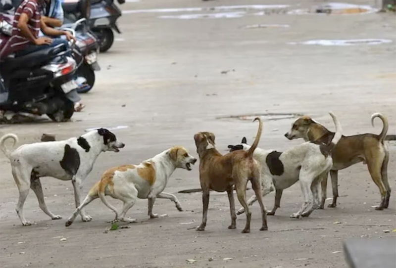 STRAY DOGS REMOVAL PLAN