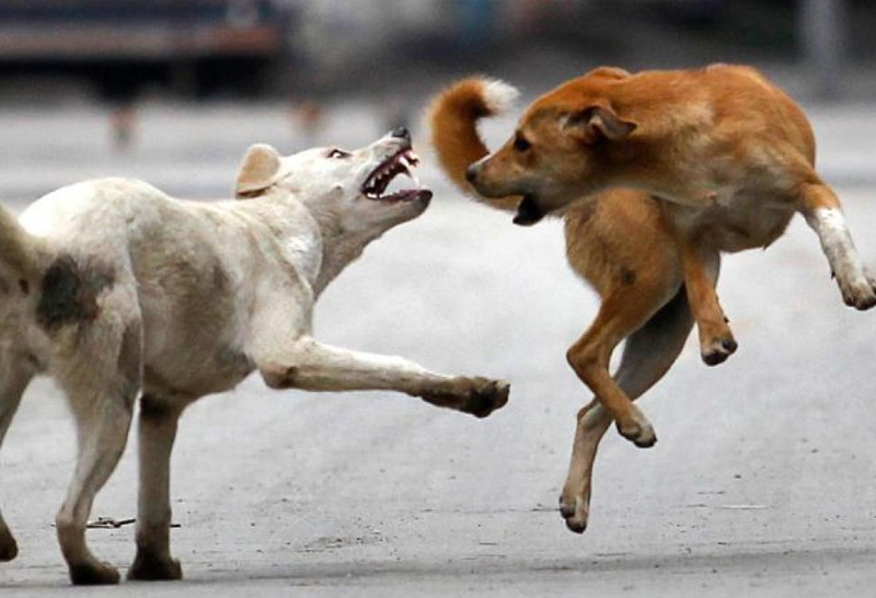 DOG CASTRATION IN BHUJ