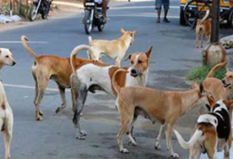 DOG CASTRATION IN BHUJ