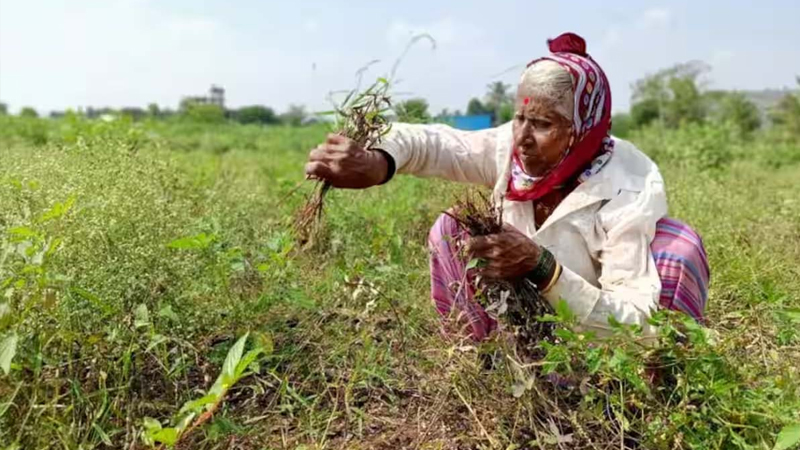 UNSEASONAL RAIN IN GUJARAT
